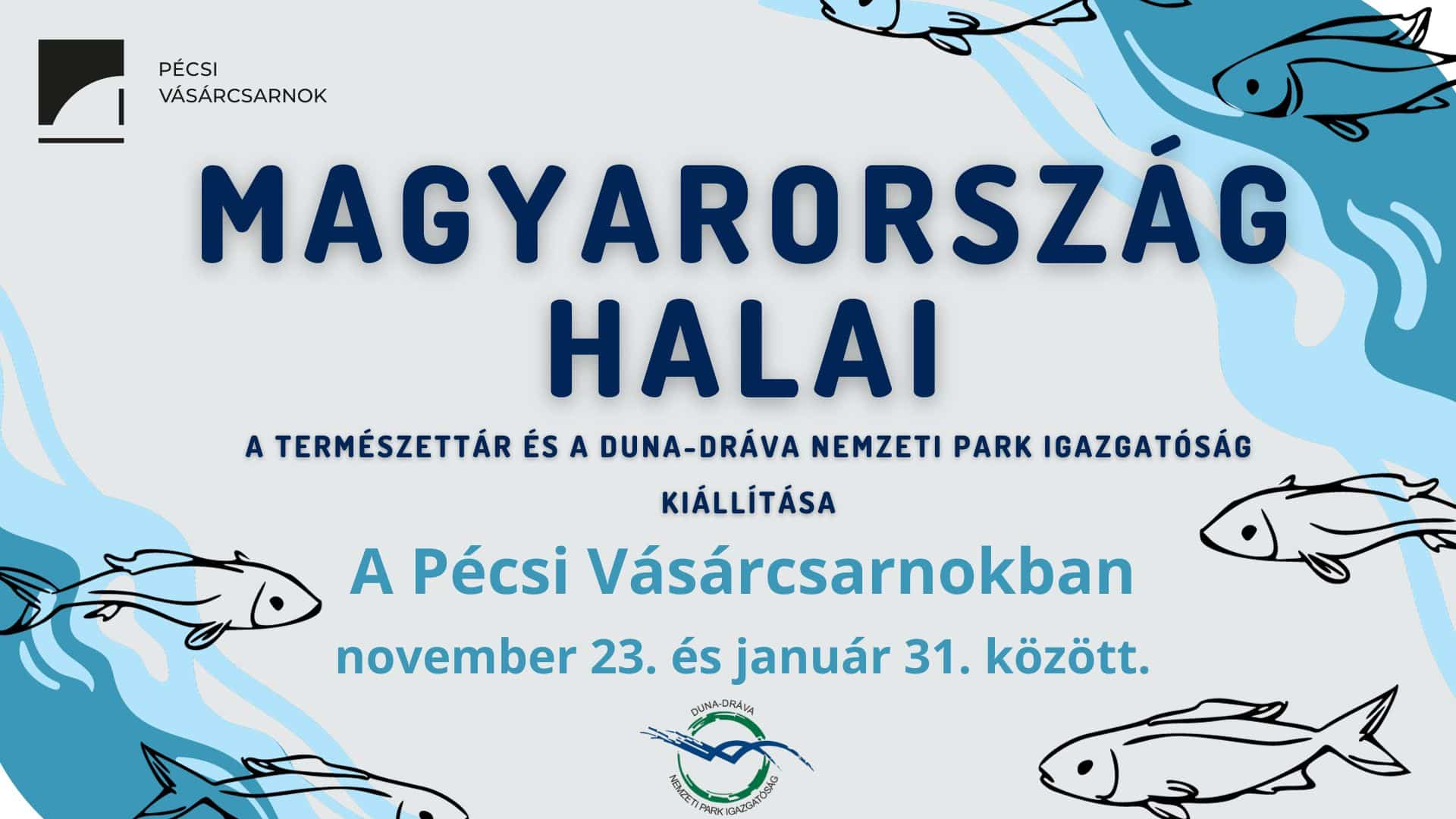 Magyarország halai - Informatív kiállítás a Pécsi Vásárcsarnokban